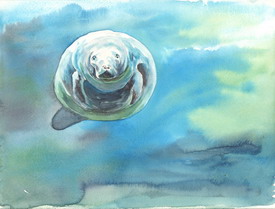 Manatee by Jennifer Horn